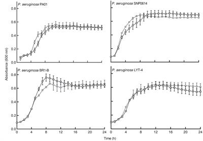 Escherichia coli Nissle 1917 inhibits biofilm formation and mitigates virulence in Pseudomonas aeruginosa